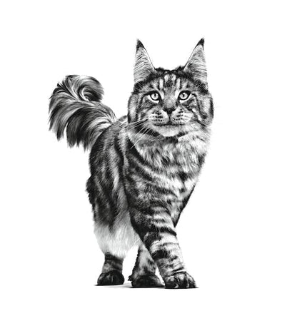 Royal Canin Vet Renal Fish Diät Katzenfutter – 4x12x85g