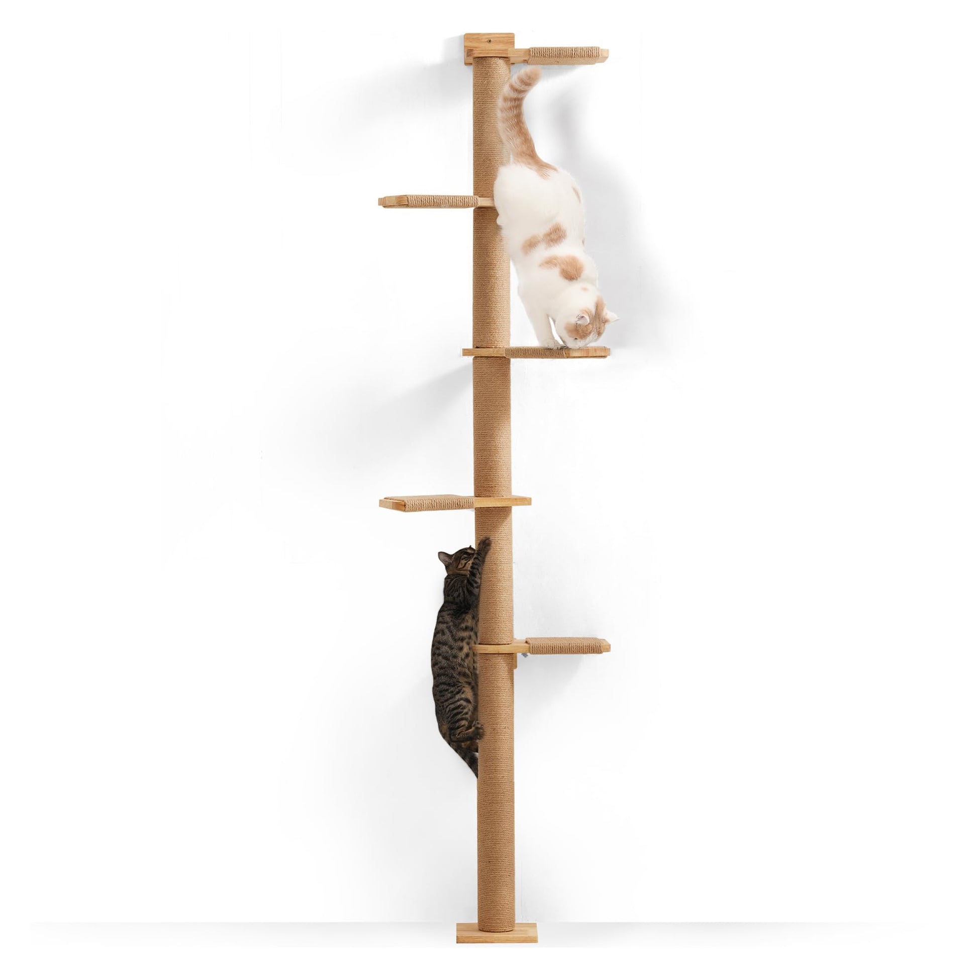 FUKUMARU Kratzbaum Deckenhoch Wandmontage – 206cm Gummibaumholz. Aus hellem Gummibaumholz, bietet Kletter-, Kratz- und Ruheflächen für Katzen.