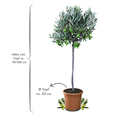 Meine Orangerie Olivenbaum Mezzo – Olea Europaea, Stämmchen