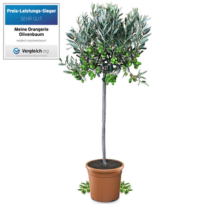 Meine Orangerie Olivenbaum Mezzo – Olea Europaea, Stämmchen