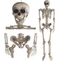 GOODS+GADGETS Ganzkörper Deko Skelett 160 cm. Knochenfarbenes, artikuliertes menschliches Skelett. Ideal als Halloween-Dekoration.