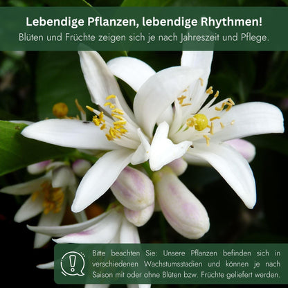 Meine Orangerie Olivenbaum Mezzo – Olea Europaea, Stämmchen
