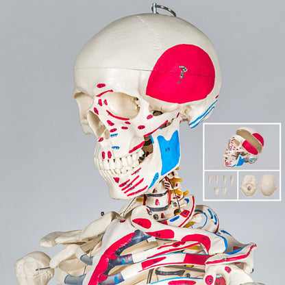 tectake® Human Skelettmodell - lebensgross, Muskelbemalung, auf Rollen
