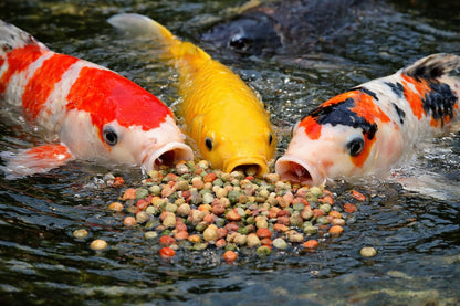 Koi Herdecke Fischfutter Mix 15 kg, schwimmende Pellets 6 mm