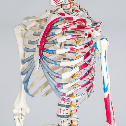 tectake® Human Skelettmodell - lebensgross, Muskelbemalung, auf Rollen