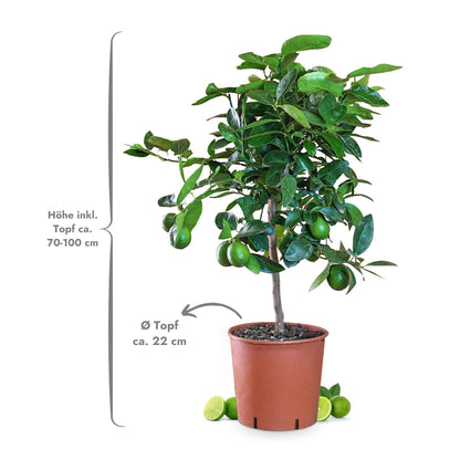 Meine Orangerie Limettenbaum Citrus latifolia – Persische Limette
