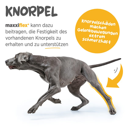 maxxipaws maxxiflex+ Gelenktabletten für Hunde, 120 Stück