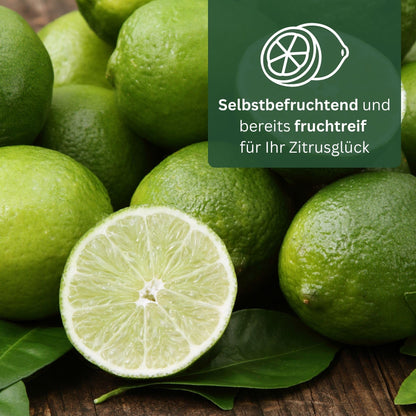 Meine Orangerie Limettenbaum Citrus latifolia – Persische Limette