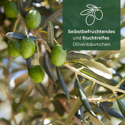 Meine Orangerie Olivenbaum Mezzo – Olea Europaea, Stämmchen