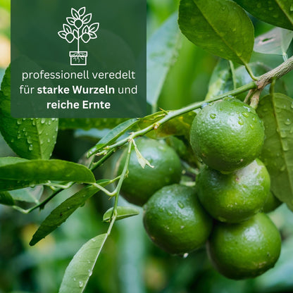 Meine Orangerie Limettenbaum Citrus latifolia – Persische Limette