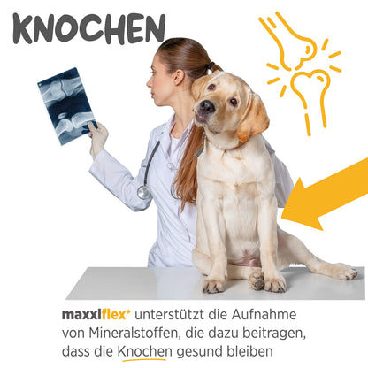 maxxipaws maxxiflex+ Gelenktabletten für Hunde, 120 Stück