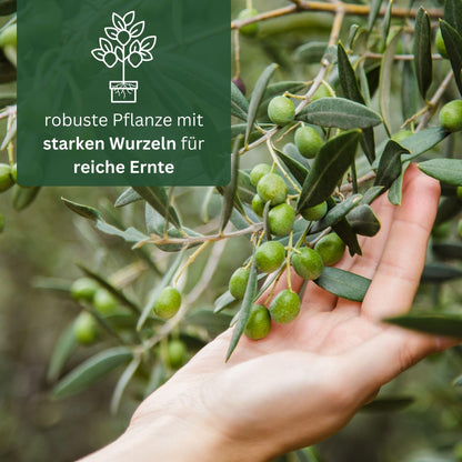 Meine Orangerie Olivenbaum Mezzo – Olea Europaea, Stämmchen