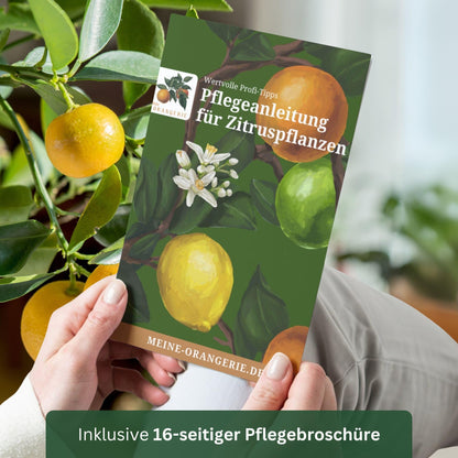 Meine Orangerie Limettenbaum Citrus latifolia – Persische Limette