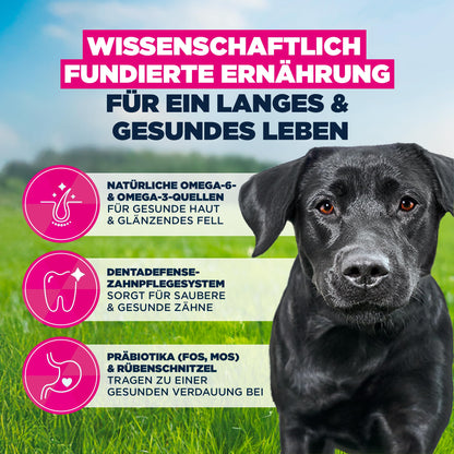 Eukanuba Trockenfutter mit frischem Huhn für grosse Rassen, 15 kg