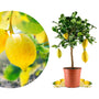 Meine Orangerie Amalfi Zitronenbaum Mezzo, veredelt, Topf Ø 20 cm – Zitruspflanze im Kulturtopf