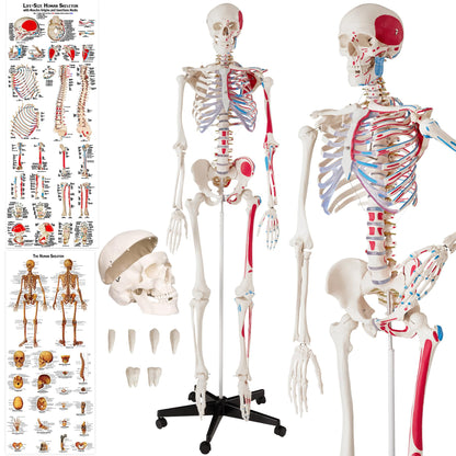 tectake® Human Skelettmodell - lebensgross, Muskelbemalung, auf Rollen. Detailgetreues Anatomie-Lehrmittel.