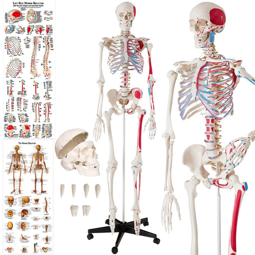 tectake® Human Skelettmodell - lebensgross, Muskelbemalung, auf Rollen. Detailgetreues Anatomie-Lehrmittel.