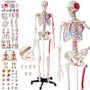tectake® Human Skelettmodell - lebensgross, Muskelbemalung, auf Rollen. Detailgetreues Anatomie-Lehrmittel.