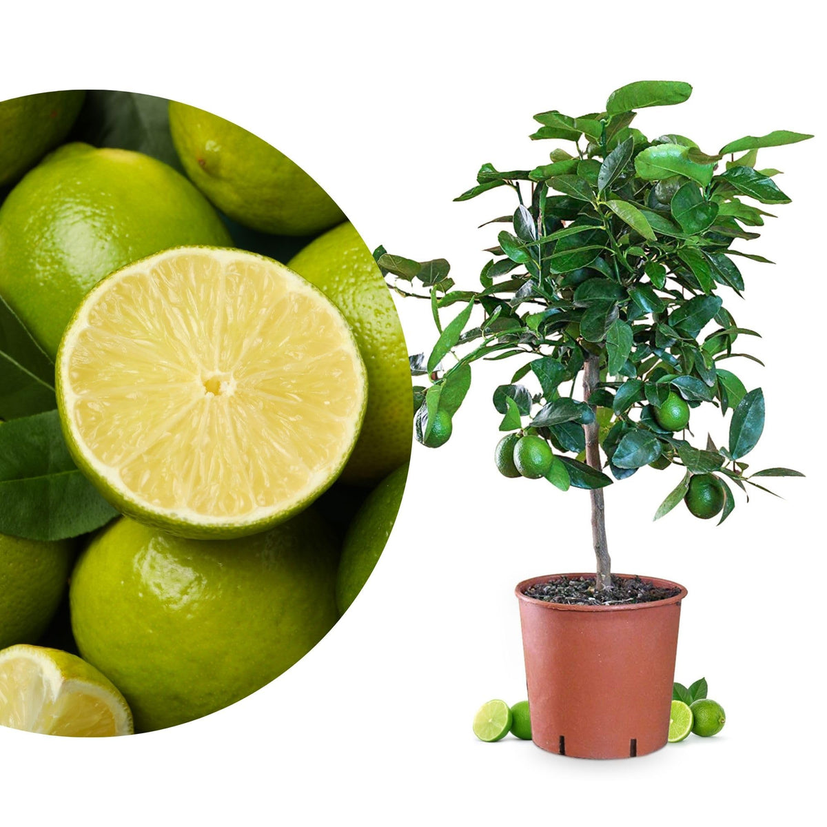 Meine Orangerie Limettenbaum Citrus latifolia – Persische Limette, fruchtreife Zitruspflanze