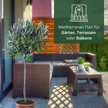 Meine Orangerie Olivenbaum Mezzo – Olea Europaea, Stämmchen