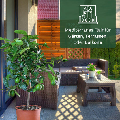 Meine Orangerie Limettenbaum Citrus latifolia – Persische Limette