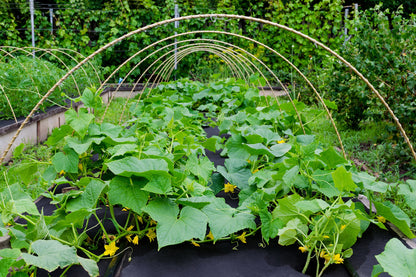 Aquagart Unkrautvlies schwarz 190g – 50m x 1m Gartenvlies